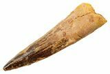 Fossil Spinosaurus Tooth - Real Dinosaur Tooth #364198-1
